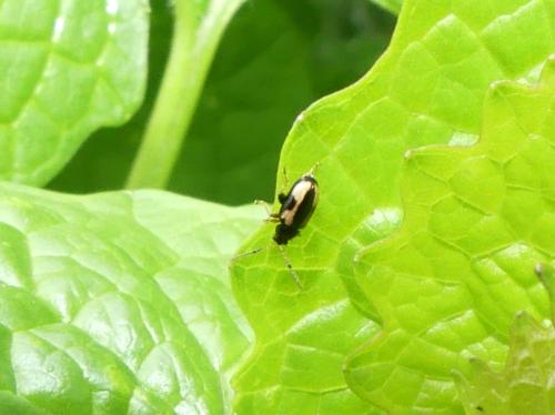 Réf. 339 563 : Phyllotreta ochripes